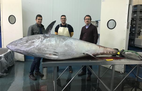 El Cabildo de Tenerife reclama un reparto "justo" de la cuota de pesca del atún rojo