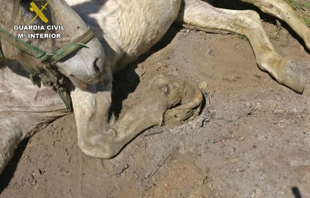Investigado un vecino de La Peza por presunto maltrato de una yegua que ha tenido que ser sacrificada