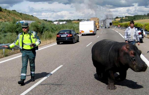 Evitan que se escape un hipopótamo al incendiarse el camión que le llevaba