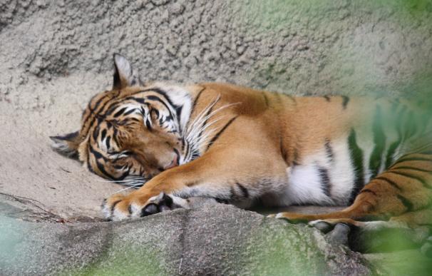 Confirman la presencia de crías de tigre de Corbett, en peligro de extinción, en Tailandia