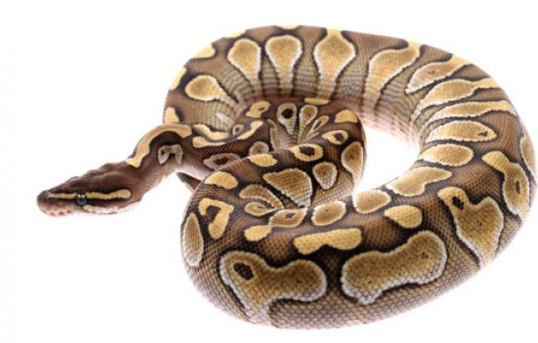 La serpiente pitón se enrolla en el cuerpo de sus presas, las asfixia y luego las devora.