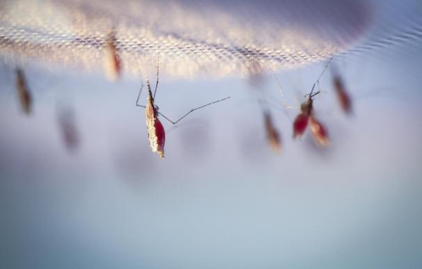 Los parásitos de la malaria caminan por las paredes celulares para infectar a los humanos