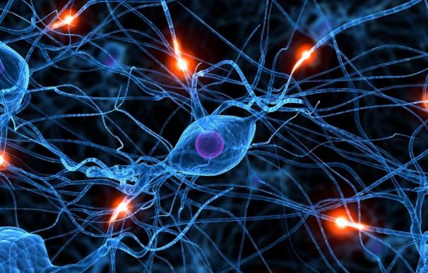 Investigadores rebelan que la sustancia blanca del cerebro humano funciona como un 'andamio' con el resto