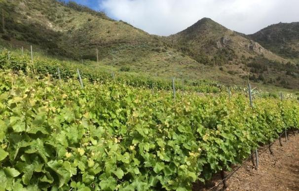Tenerife se convierte esta semana en la capital nacional del vino