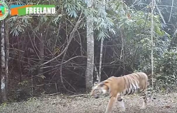 Descubren nuevas familias de tigres de Indochina en Tailandia