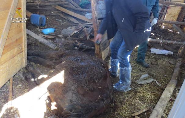 Seprona investiga a un joven por maltrato animal tras la muerte de varios caballos en Villazala (León)
