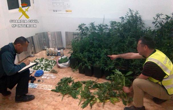 Detenido un individuo con 80 plantas de marihuana en su vivienda en Lobosillo (Murcia)