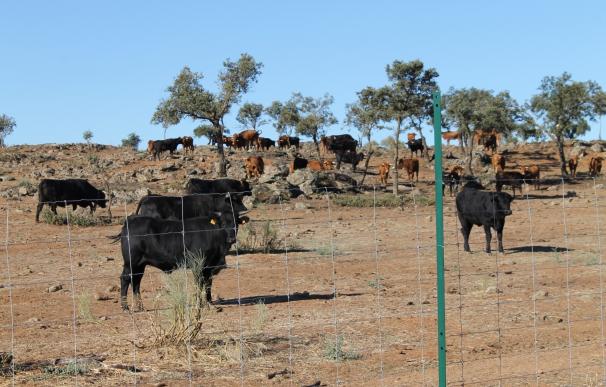 Diputación de Toledo rebaja un 15% la venta de la ganadería de El Borril para subastarla por un mínimo de 22.000 euros