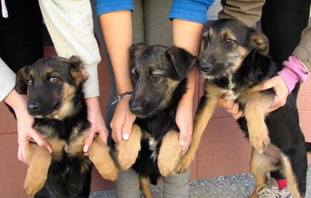 Málaga finaliza la tramitación de la ordenanza que obligará a identificar genéticamente a los perros