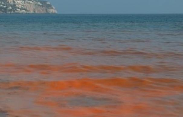 Los expertos constatan que la marea roja que afecta al sur de Chile está "en retirada"