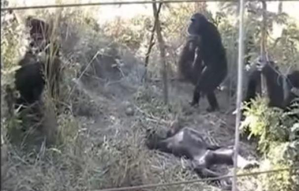 La ceremonia de duelo de unos chimpancés que asombra a los científicos