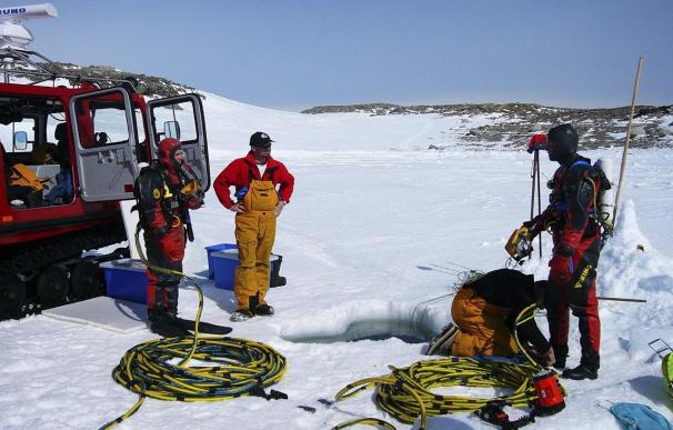 Estudian el impacto del nivel de acidez del agua en la vida submarina antártica