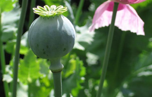 El cultivo de la amapola de opio ha convertido a Afganistán en el mayor productor de heroína del mundo | Flickr - Missmobtown