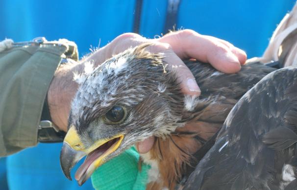 Sometida a exposición pública el plan de recuperación del águila-azor perdicera