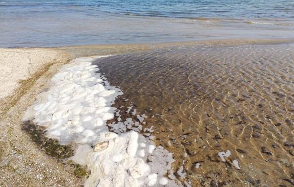 Comunidad apunta a baja salinidad y ltimo temporal como causantes de la aparición de pepinos marinos en Los Alcázares