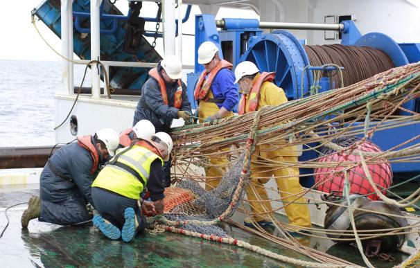 El IEO estudiará la distribución y abundancia de sardina en Galicia y el golfo de Vizcaya