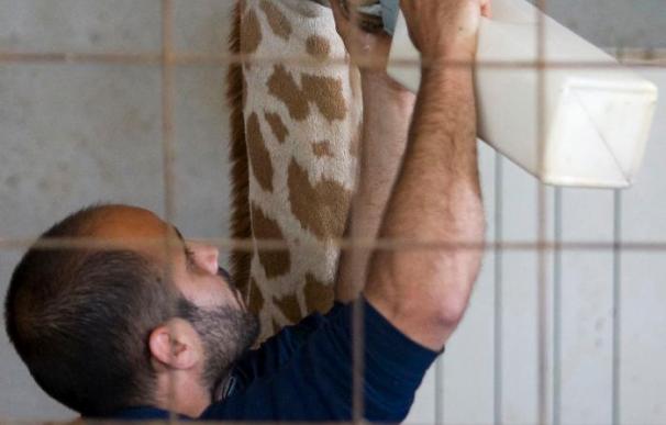 La cría de jirafa baringo sale a la Sabana Verde y se puede elegir su nombre en Facebook