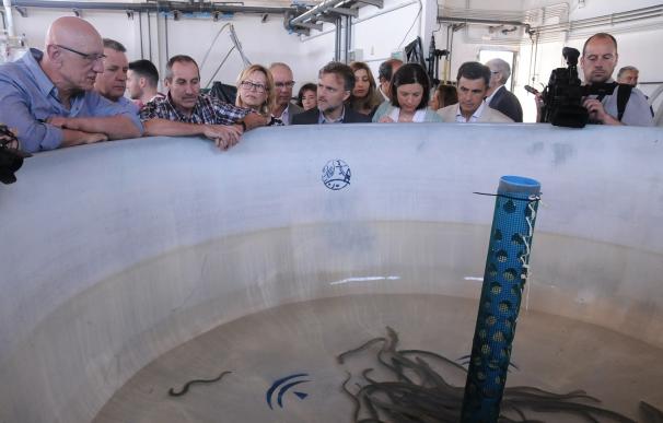 La Junta celebra en San Fernando (Cádiz) el Día Mundial de la Migración de Peces con la suelta de 30 kilos de anguilas