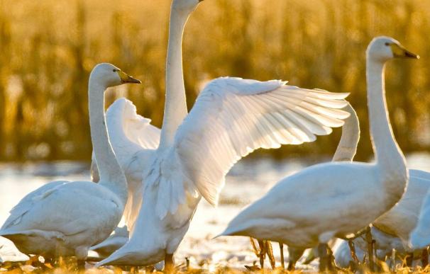 Nueva York pretende eliminar 2.200 cisnes por ser una "especie invasora"
