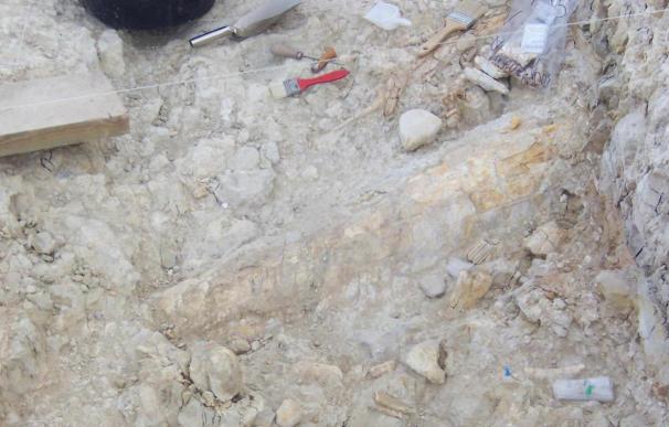 Hallan evidencias de vida humana y restos de grandes mamíferos en Orce