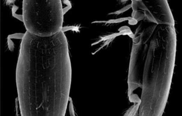 El escarabajo de ala emplumada, el insecto más pequeño del mundo