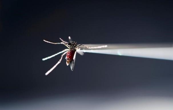 Científicos revelan la estructura de una proteína clave en el virus Zika