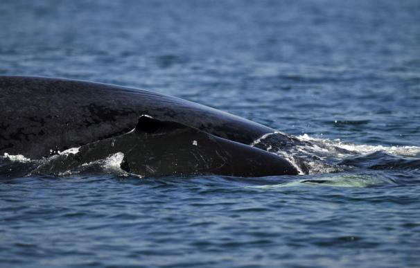 Los ecologistas advierten del riesgo de desaparición definitiva de las ballenas