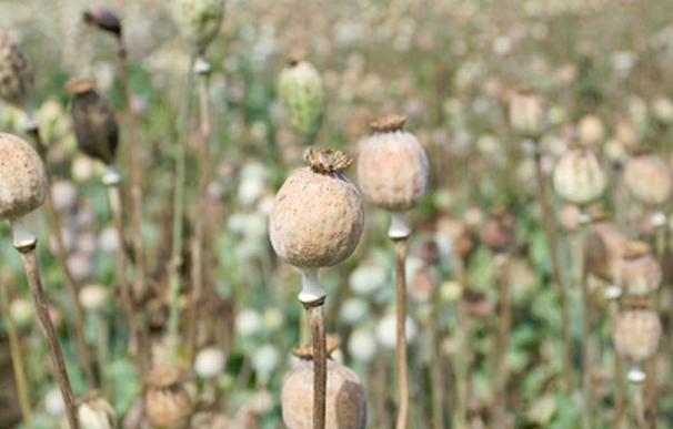 La mitad de las plantaciones de opio mundiales están en la provincia afgana de Helmand, dominada por los talibanes
