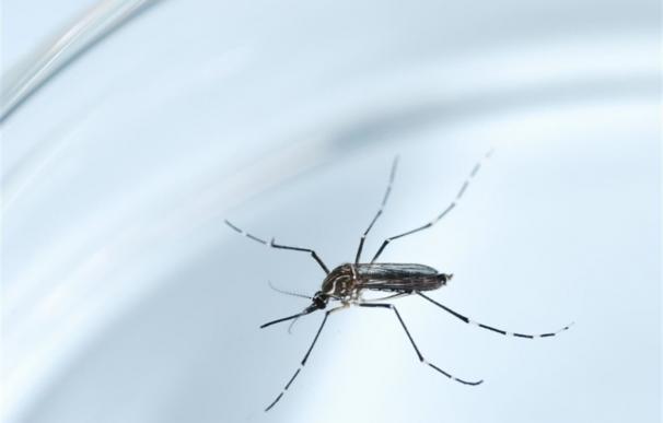 EEUU investiga 14 posibles casos de transmisión del virus zika a través de relaciones sexuales