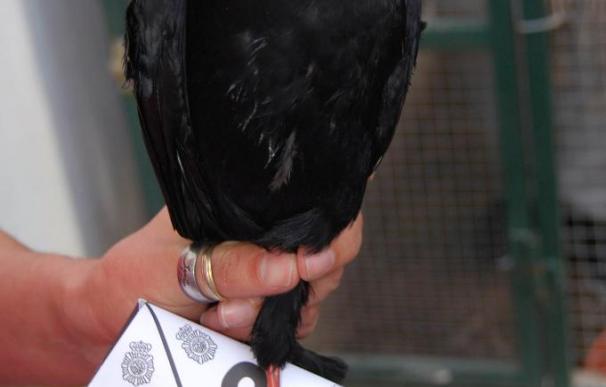 Recuperan en Badajoz 22 aves protegidas destinadas al tráfico internacional