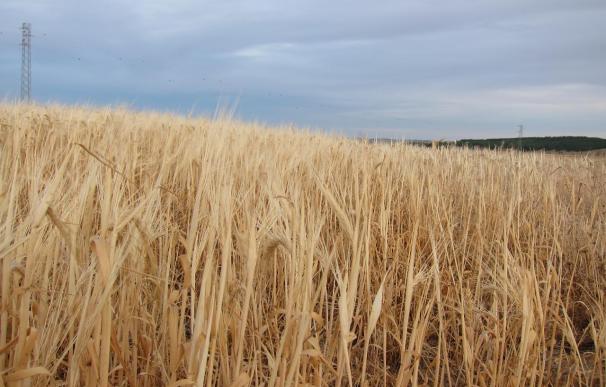Francia y EEUU estudian convocar al G20 por el alza de los cereales y soja