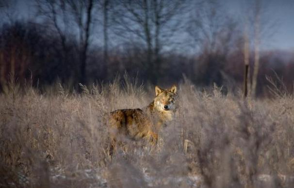 Un estudio demuestra que la fauna en Chernóbil existe y que es incluso mayor a otras zonas que no han sido afectadas por radiación