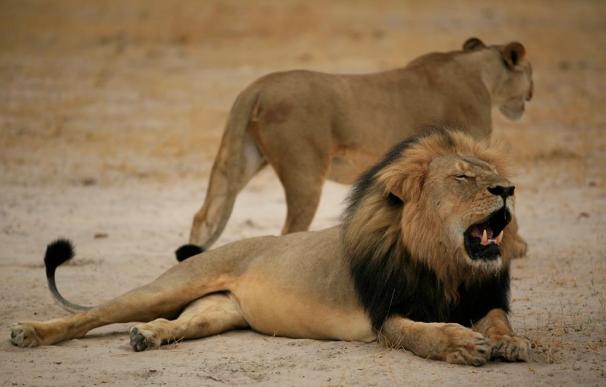 Zimbabue acusa al propietario del coto de caza de la matanza ilegal del león Cecil
