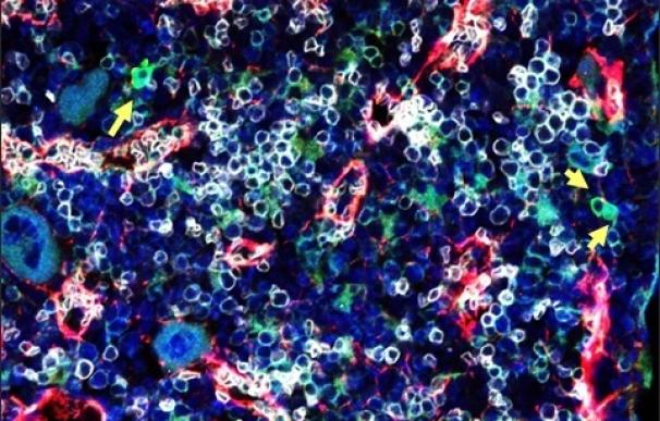 Científicos del CNIC identifican cómo las células madre se regulan a sí mismas y a su entorno