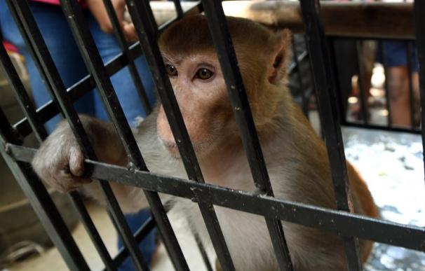 Se arresta a un mono 'ladrón' en una ciudad de la India