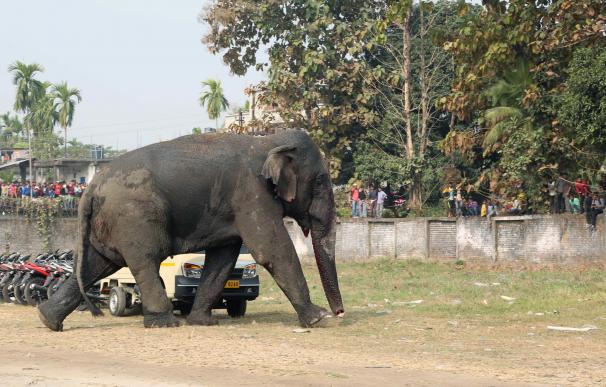 A wild elephant walks through Siliguri on February
