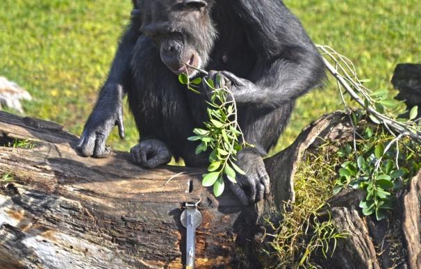 Los cuidadores de Bioparc fabrican "termiteros" especiales que simulan hormigueros para los chimpancés