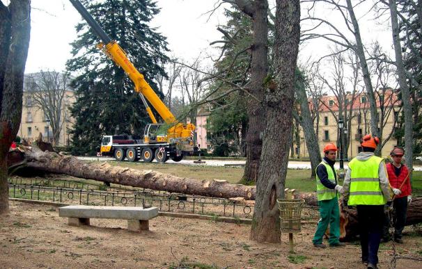 Patrimonio cierra los jardines de La Granja ante el peligro de caída de árboles