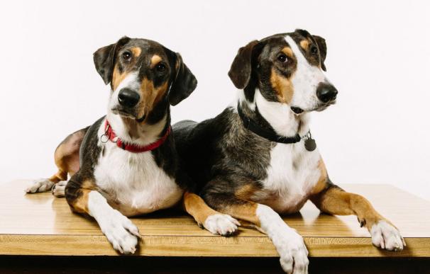 Ken y Henry son dos copias genéticas de Melvin, el perro de los Dupont. (NPR)