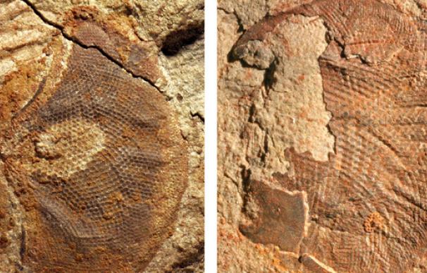 Hallan siete ojos fósiles de más de 515 millones de años (EFE/John Paterson)