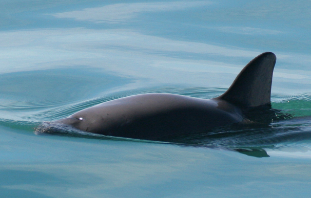 Avistan tres ejemplares de vaquita marina en México/Wikipedia