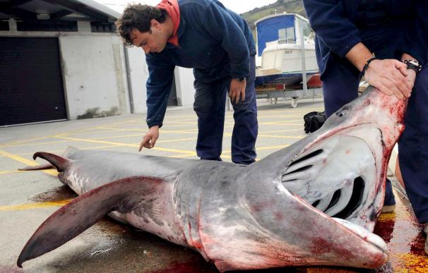 Un pesquero de Vizcaya atrapa un tiburón de cuatro metros cerca de la costa