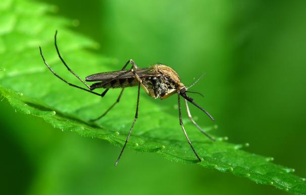 Bacterias comunes pueden ayudar a controlar los mosquitos portadores de enfermedades