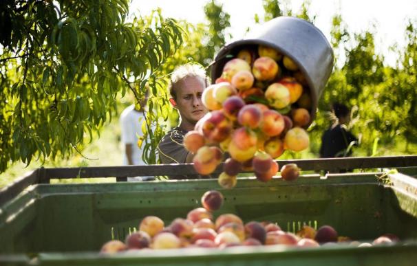 Productores piden a la Comisión Europea medidas urgentes frente a la crisis en el sector de la fruta