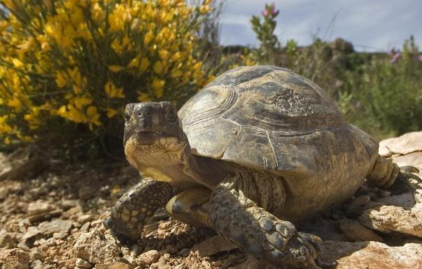 Recuperadas 45 tortugas mora en Mojácar y Olula del Río, en Almería