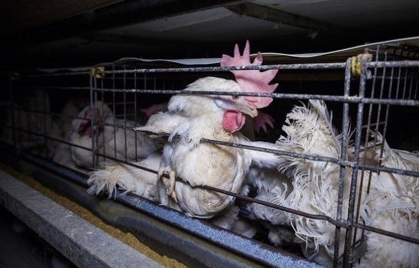 Igualdad Animal denuncia la crueldad de las jaulas en las que viven gallinas productoras de huevos en Lombardía (Italia)