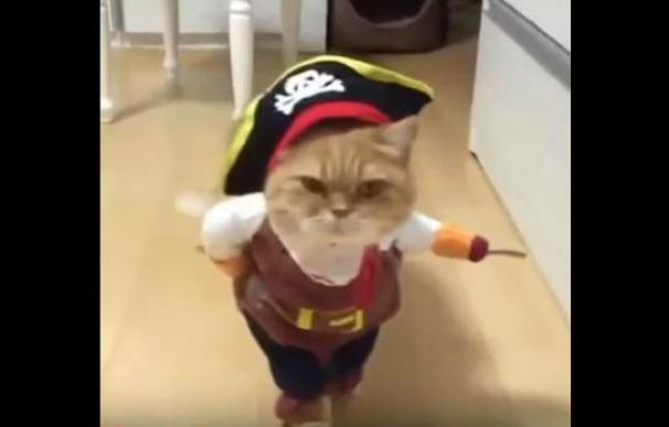 gato pirata
