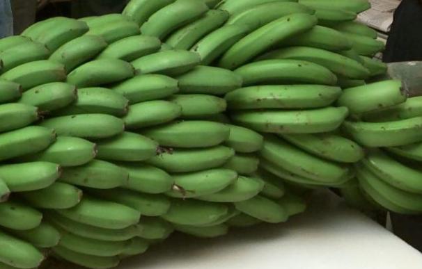 El plátano canario siguió subiendo en mayo, mientras el pimiento verde bajó