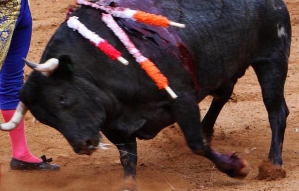 El PP pide que los toros sean Bien de Interés Cultural en Extremadura