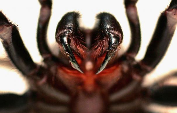 El veneno de la araña más mortífera del mundo podría revertir los daños en los derrames cerebrales